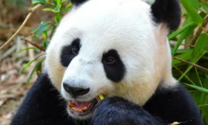 重庆有多宠大熊猫，饲养员专门为熊猫取雪堆雪人