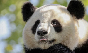 “顶流”大熊猫居然有“六根手指”？关于大熊猫的7个冷知识你知道吗？
