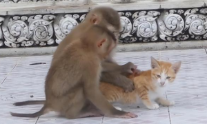 “猴子虐猫”事件暴露出园方对动物保护的蔑视