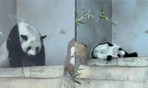 大熊猫喜欢爬树与摘取果实还是躲避敌害有关