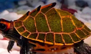 棱背龟是什么品种