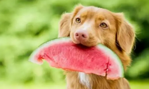 狗最爱吃的10种水果