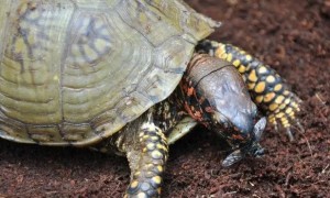 三趾箱龟多大可以繁殖