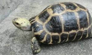 缅甸龟属于几级保护动物