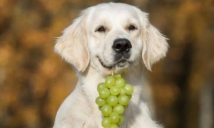 狗能不能吃葡萄