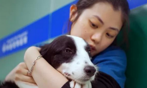《宠物医院3》收官：养宠物是一场双向疗愈之旅