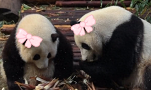 大熊猫“和叶”原来是“妹妹”！大熊猫的性别为何难以分辨