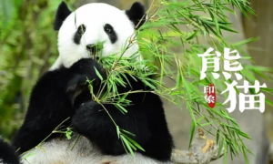 个体研学 || 看中国，国宝活化石——大熊猫