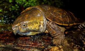 亚马逊龟最长寿命多少年