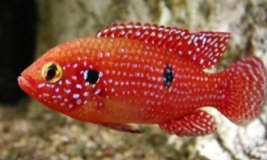 红宝石是什么鱼?