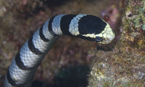海蛇怎么繁殖