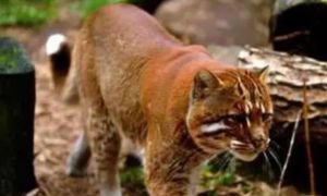 婆罗洲金猫传说图片