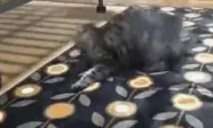 铲屎官换了张地毯，可是看猫咪有点不对劲呢，猫咪好像疯了