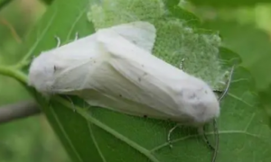 美国白蛾是什么有毒吗