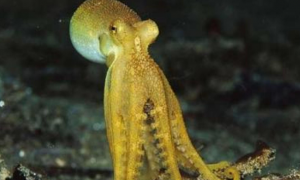 章鱼虽是软体动物，但它们智商超高！