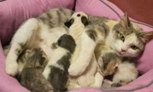 小母猫第一次生小猫怎么办