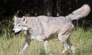 北美灰狼最大个体记录