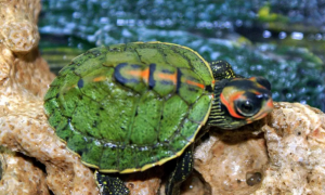印度棱背龟是保护动物吗