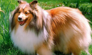 长毛的大型犬有哪些品种