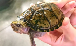平背麝香龟是不是保护动物