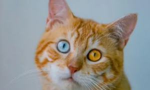 猫异瞳真的有灵性吗
