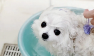 一个月的小狗可以洗澡吗