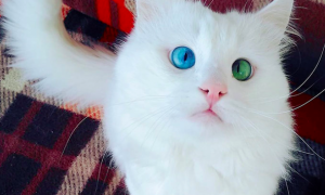 一蓝一绿眼睛的猫