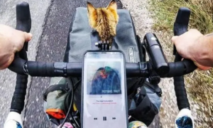 男子骑自行车环球旅行，中途却收获了一只猫主子，旅途不再孤单