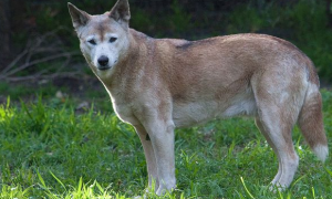 澳洲野犬是独立物种吗