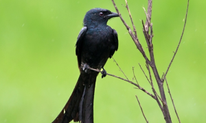 黑卷尾鸟是吉祥鸟吗