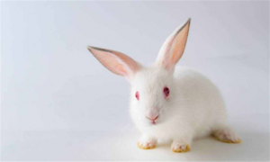 中国白兔和日本白兔