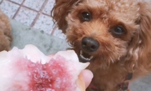 狗能吃桃子不?
