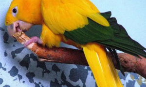 金顶鹦鹉有什么品种