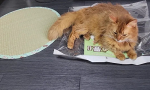 网友花重金买了一个猫垫，结果...还不如一个包装袋？！