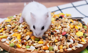 仓鼠饮食大揭秘：这些小家伙究竟爱吃什么？