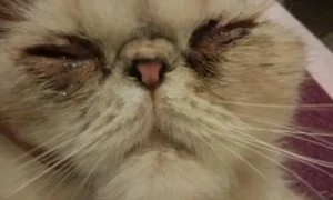 小猫鼻支初期症状图片