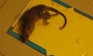 老鼠挣脱粘鼠板还活吗