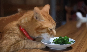 小猫可以吃什么