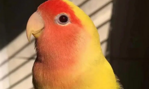 黄桃鹦鹉幼鸟眼珠红色