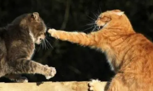 怎么判断猫是打架还是玩