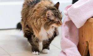 樟脑丸猫咪闻到有危害吗