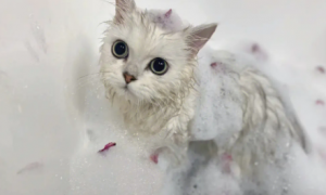 小猫能洗澡吗