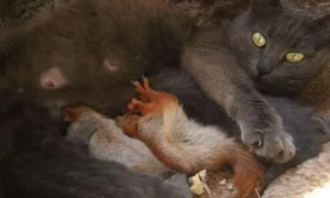 跨物种的母爱！母猫发现四只失去妈妈的松鼠，当做自己的孩子喂养