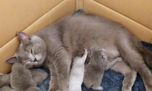母猫总对着自己的宝宝叫