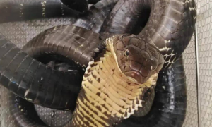中国发现最大的眼镜王蛇