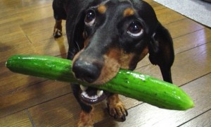 小狗能吃黄瓜吗