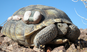 沙漠乌龟怎么养