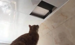 铲屎官放橘猫到天花板上抓老鼠，橘猫做出的行为，令他哭笑不得