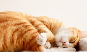 猫一天睡多久正常