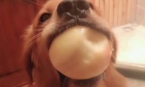 小狗可以吃桃子吗